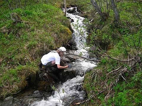 Abisko Juni 2009 dag 4 - 48.jpg